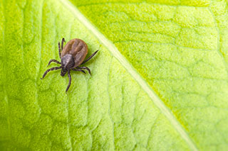 Close-up of dangerous infectious mite on natural texture with diagonal line. Black legged castor bean tick. It carries encephalitis, Lyme borreliosis, babesiosis and ehrlichiosis.